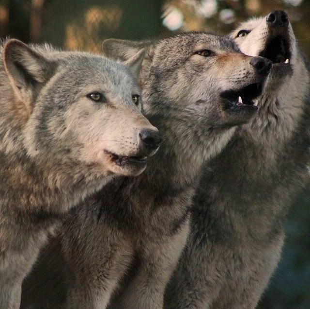 Three wolves stand together, howling